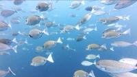 2026年7月27日　潮が動き始めました！[8]