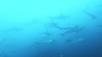 2026年7月18日　４航海目に２８度の青潮到来で黒潮支流効果発揮[2]