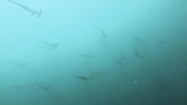 2026年8月10日　水色ダウンでしたが、イサキ大祭り