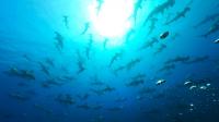 2026年8月11日　青い海、そして各ダイブ各所で現れるハンマー群れはまさにハンマ－風呂[1]