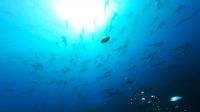 2026年8月11日　青い海、そして各ダイブ各所で現れるハンマー群れはまさにハンマ－風呂[2]