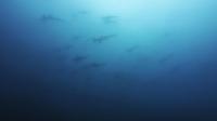 2026年8月11日　青い海、そして各ダイブ各所で現れるハンマー群れはまさにハンマ－風呂[3]