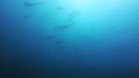 2026年8月11日　青い海、そして各ダイブ各所で現れるハンマー群れはまさにハンマ－風呂[6]