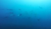 2026年8月11日　青い海、そして各ダイブ各所で現れるハンマー群れはまさにハンマ－風呂[8]
