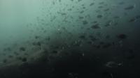 2026年8月13日　ざわついた海面で青から緑へ透視度大幅ダウン[4]