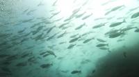 2026年8月17日　緑白い水色で透視度ダウンの今日の海[2]