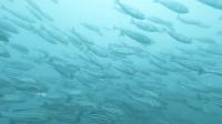 2026年8月17日　緑白い水色で透視度ダウンの今日の海[3]