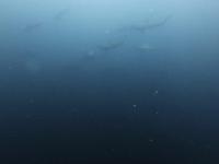 2026年8月18日　熱い日差しが戻り真夏へ逆行、海はホワイトアウト[3]