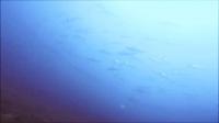 2026年8月20日　白さが薄れ、結果的に水色アップで群れ登場！[4]