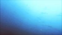 2026年8月20日　白さが薄れ、結果的に水色アップで群れ登場！[5]