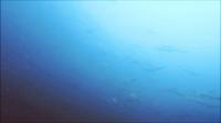 2026年8月20日　白さが薄れ、結果的に水色アップで群れ登場！[6]