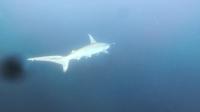 2026年8月23日　青白い海から緑白い海へ　ハンマー大群れはお預け[1]