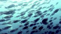 2026年8月23日　青白い海から緑白い海へ　ハンマー大群れはお預け[2]
