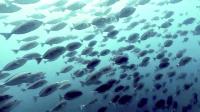 2026年8月23日　青白い海から緑白い海へ　ハンマー大群れはお預け[3]
