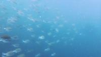 2026年8月23日　青白い海から緑白い海へ　ハンマー大群れはお預け[4]