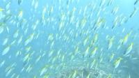 2026年8月24日　気温上昇で夏日の南伊豆　各ダイブでサメ登場[8]