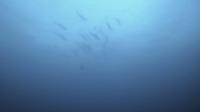 2026年8月29日　青かった海はどこへ！透視度ダウン[1]