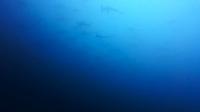 2026年8月11日　青い海、そして各ダイブ各所で現れるハンマー群れはまさにハンマ－風呂[7]