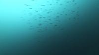 2026年8月14日　北東風が吹きましたが無事３航海出航[5]
