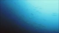 2026年9月24日　中秋の名月で小稲はお祭り　そして浅場深場とハンマー群れの日[6]