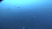 2026年10月13日　秋晴れ快晴で北東強風ですが青海！[4]