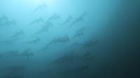 2026年10月15日　水中でバンドウイルカ出現[1]