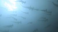 2026年10月15日　水中でバンドウイルカ出現[2]