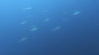 2026年10月15日　水中でバンドウイルカ出現[7]