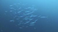 2026年10月30日　クローズ明けは下げ潮も流入[7]