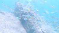 2026年10月10日　波勝崎へ遠征２ダイブ[4]