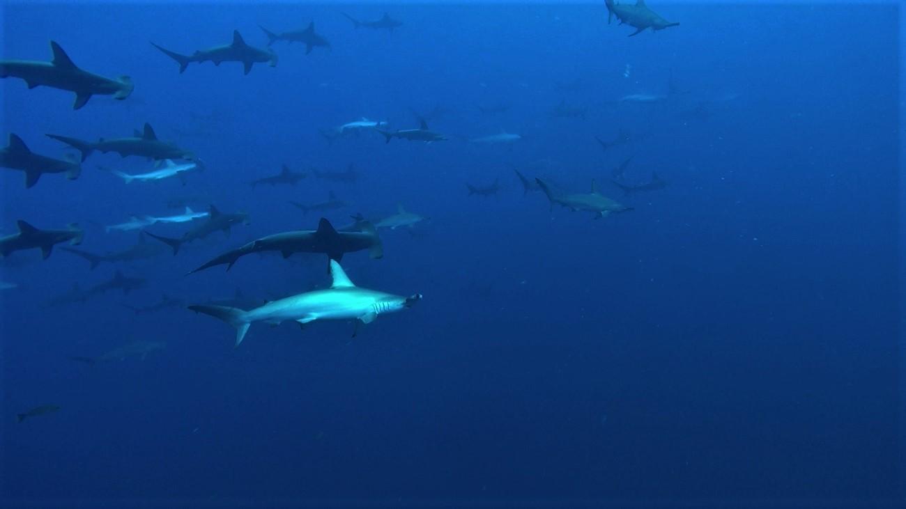 東洋のガラパゴス　青いサメの王国 - ダイビングログ 神子元東洋のガラパゴス　青いサメの王国