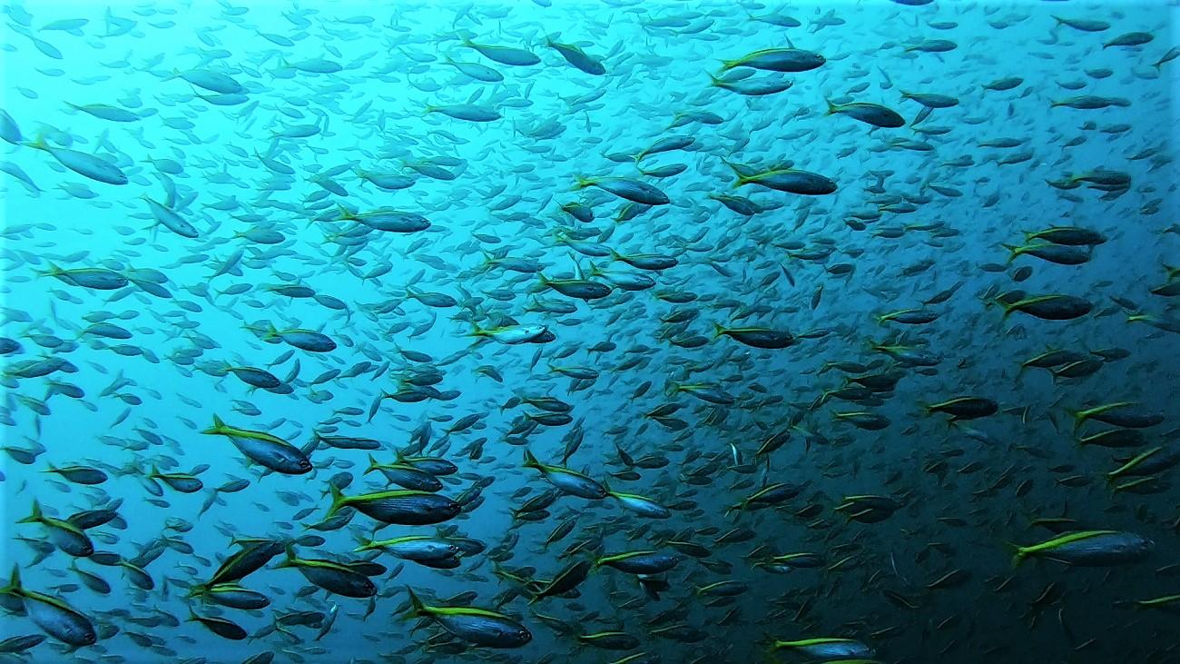 秋の神子元島は青い海と魚影の濃い海が継続中です ダイビングログ 神子元 神子元島のダイビングなら神子元マリンサービス